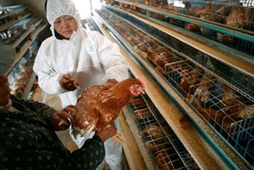 养殖管理丨高产蛋鸡注射疫苗时的应注意哪些事项