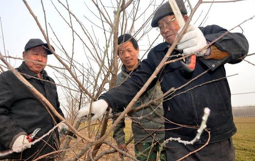 冬季怎么修剪桃树 不知道怎么下手,先来了解一下这几点