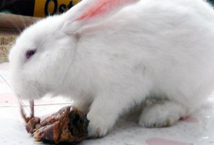 兔子为什么吃肉 