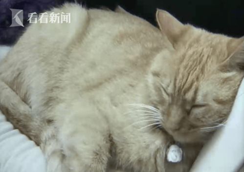 母女遛狗被猫抓伤 猫主人 主动赔偿却又反悔