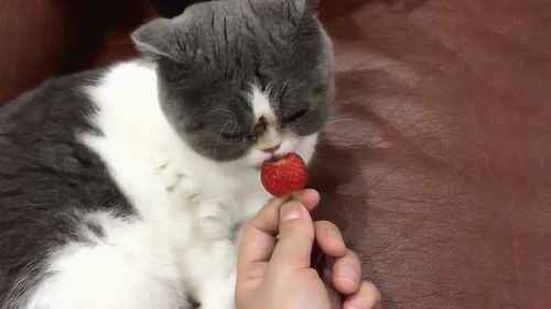猫咪吃草莓吃得津津有味,感觉隔着屏幕都能闻到草莓的香味 