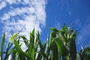 自然,蓝色,品种,育种,玉米,作物,原野,绿色,收获,植物,天空,夏天 