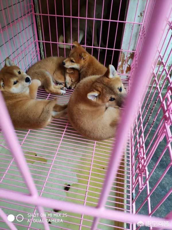 想养一只柴犬，养柴犬费钱吗