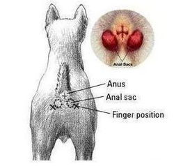 不会给狗狗挤肛门腺 送你几个小技巧,从此不再有烦恼