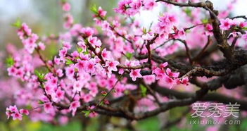 催旺桃花运的植物有哪些 家中放什么花催桃花