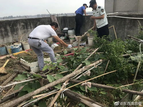 企业楼顶弄个菜园子,养鱼种花种粮食,太厉害了