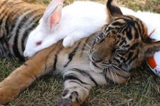 老虎和兔子联系在一起你会想到什么场面呢