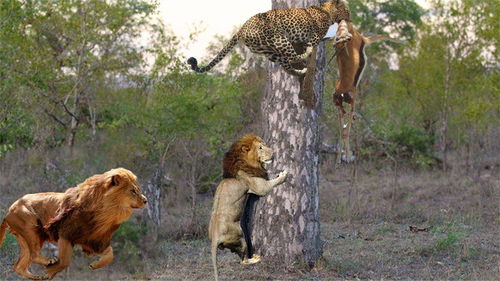 惊人的狮子爬上树从豹子那里偷猎物 狮子VS花豹,豹子的凶猛猎杀 
