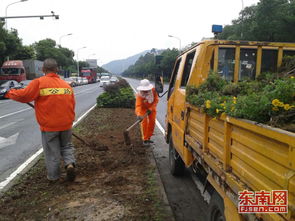 海沧公路部门修剪绿化树 交通安全 露出来