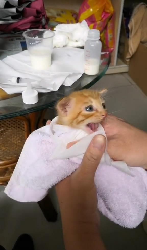 小奶猫不肯吃奶怎么办 拿毛巾一卷,直接开喂啊