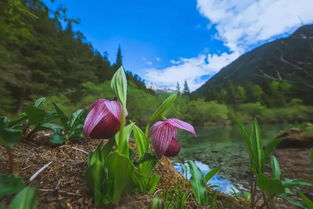 悠悠兰花情 莘莘学子意 黄龙高山兰花节邀您来 解压