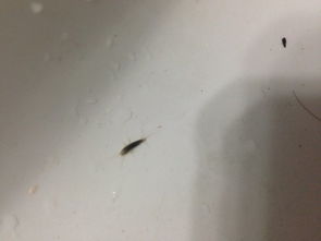 这个是什么虫子啊 为什么会在我房间里 SOS