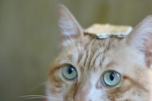 为什么猫不吃饼干 