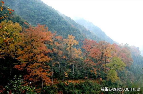 泰顺为何村村 风水林 老树悠悠,荫佑绵绵