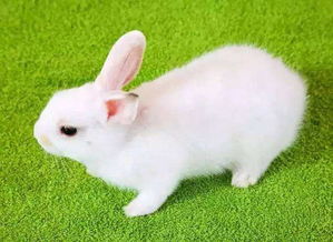 兔子耳朵有黑色粘稠物,兔子耳朵有黑色粘稠物怎么办