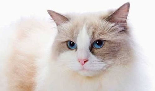 世界上颜值最高的6种猫咪,你家的小可爱有上榜吗