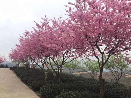 樱花树适合种在什么地方种植生长条件,樱花栽植技术及方法？