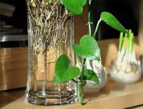 水养植物,为盛夏准备一份清凉吧