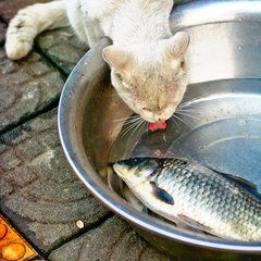 猫为什么喜欢吃鱼和老鼠 猫为什么不会游泳