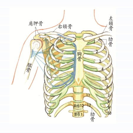 胸肋骨突出图片欣赏 搜狗图片搜索