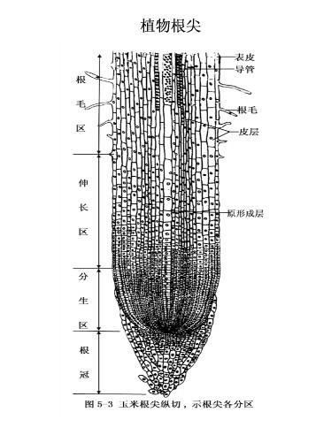 植物根尖 搜狗图片搜索