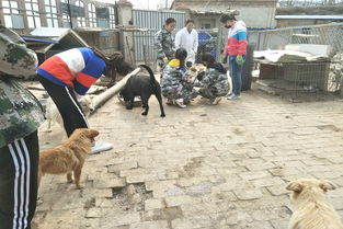 关爱流浪动物,传播爱与和谐 赴流浪狗救助站开展志愿者活动