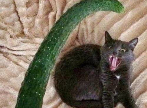 猫咪怕黄瓜的几大原因,看完你就赶紧抱抱它吧