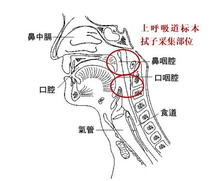 为什么医生不建议鼻咽拭子(为什么医院不愿做鼻咽拭子)