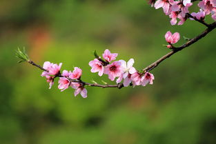 六易居士 2017生肖谁最有桃花运