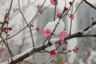 那一年的雪花飘落,梅花开枝头