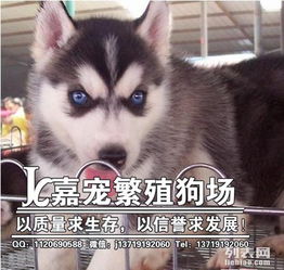图 广州哪里有哈士奇养狗场 广州在白云那里有卖狗狗 广州宠物狗 
