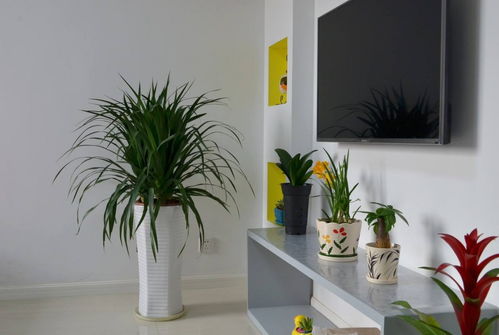 哪些植物合适养在卧室 合适放在卧室的3种植物介绍