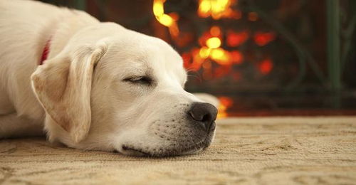 冬天快要来临了,在户外生活的狗狗该怎么办 狗狗可以睡在户外吗