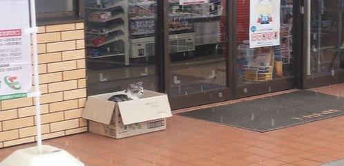 流浪猫咪把超市当成自己家, 吃完就睡, 店主十分困扰