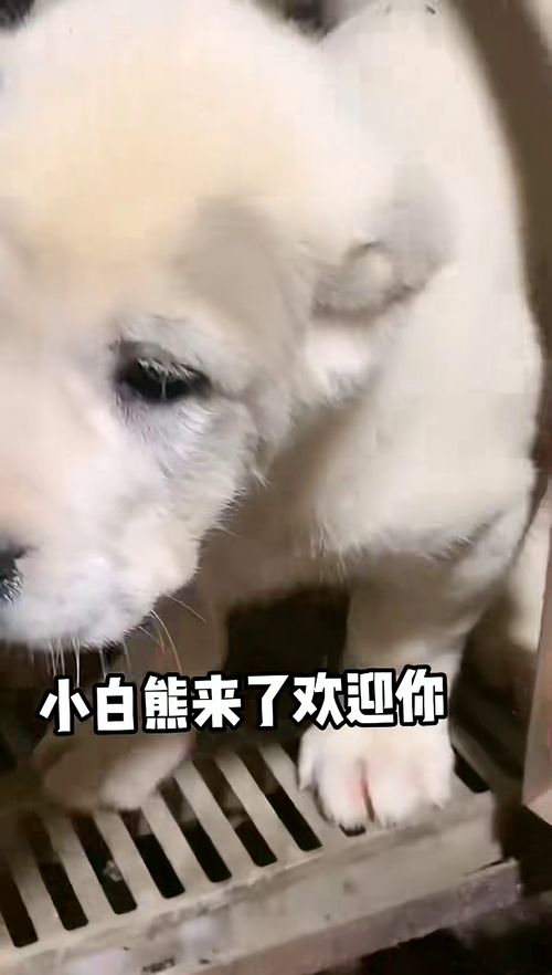中亚牧羊犬 护卫犬 大型犬 纯白中亚 猛犬 
