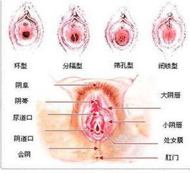 记录生殖器内部处女膜的成长全过程