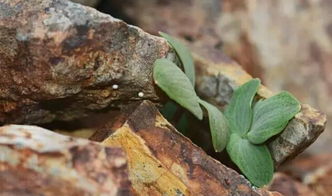 高山植物之趣 