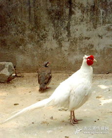 白色的野鸡 是什么品种 跟野鸡张的一样 就是通体白色 只有眼部周围是 纯红色 