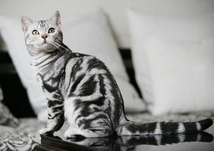 虎斑猫为什么不能养,美短折耳虎斑猫优缺点？