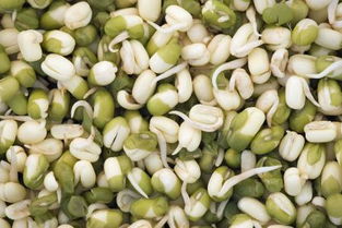 绿豆发芽的过程,绿豆种子发芽可分为哪四个过程