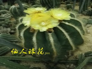 仙湖植物园挖花记