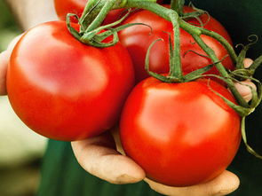 千古争论﹕番茄到底是水果还是蔬菜