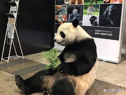 大熊猫有多赚钱 租借一年就要700万,国外动物园靠什么回本