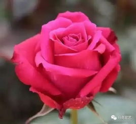 那些美到令人窒息的网红玫瑰,你都认识几种