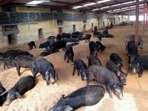 济阳徒河黑猪 中国黑猪中最优秀的品种