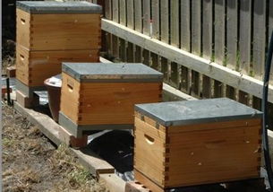 怎么将蜜蜂引入蜂箱 
