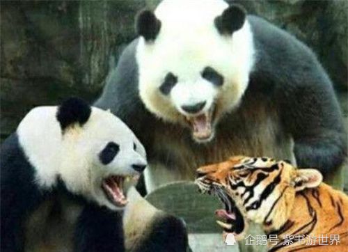 野兽为何都不敢攻击大熊猫 你看熊猫的另一个名字叫啥,就知道了