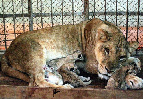 动物园公虎与母狮交配生下4只虎狮兽 图 
