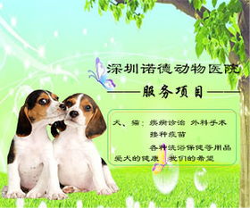 深圳松岗哪个专业宠物医院可以美容 诺德动物 