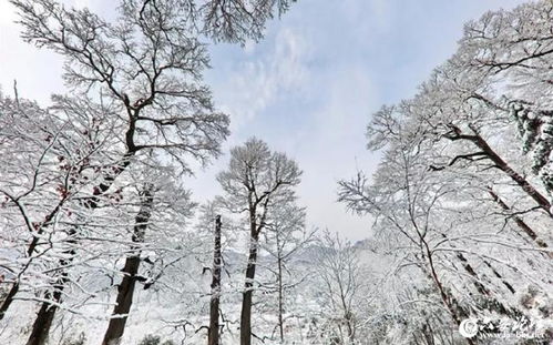 美翻了 冬雪落在金寨千年古树林里